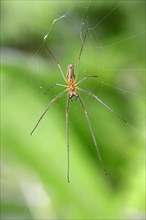 Stretch Spider (Tetragnatha spec.) in spiderweb
