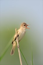 Great Reed Warbler (Acrocephalus arundinaceus)