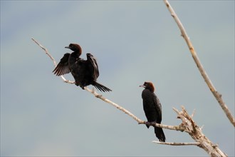 Pygmy Cormorants (Phalacrocorax pygmaeus) perched on branch