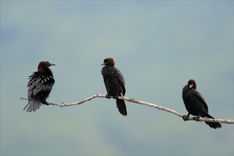 Pygmy Cormorants (Phalacrocorax pygmaeus) perched on branch