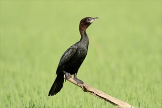 Pygmy Cormorant (Phalacrocorax pygmaeus)