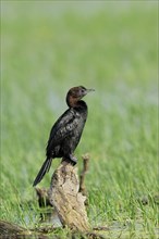 Pygmy Cormorant (Phalacrocorax pygmaeus)