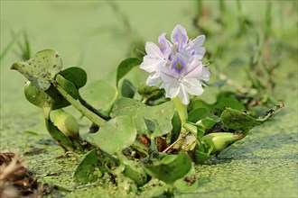 Common Water Hyacinth (Eichhornia crassipes)