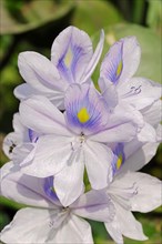 Common Water Hyacinth (Eichhornia crassipes)
