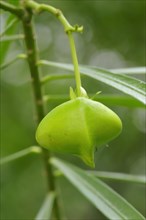 Fruit of the Yellow Oleander (Thevetia peruviana)