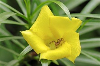 Wolf Spider (Lycosidae sp.) in the flower of a Yellow Oleander (Thevetia peruviana)