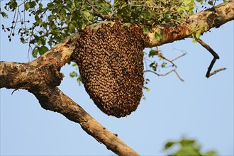 Bees nest of the Giant Honey Bee (Apis dorsata) in a tree