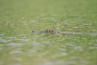 Mugger Crocodile or Indian Marsh Crocodile (Crocodylus palustris) swimming in water