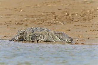 Mugger Crocodile or Indian Marsh Crocodile (Crocodylus palustris) lying on the shore