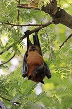 Indian Flying Fox or Greater Indian Fruit Bat (Pteropus giganteus)