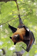 Indian Flying Fox or Greater Indian Fruit Bat (Pteropus giganteus)