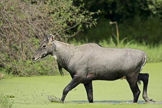 Nilgai or Nilgau antelope (Boselaphus tragocamelus)