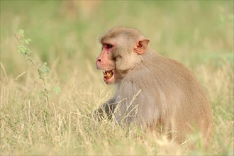 Rhesus Macaque or Rhesus Monkey (Macaca mulatta)