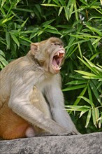 Rhesus Macaque or Rhesus Monkey (Macaca mulatta)