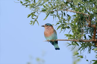 Indian Roller or Blue Jay (Coracias benghalensis)