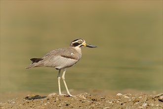 Great Stone-curlew or Great Thick-knee (Esacus recurvirostris
