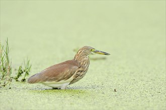 Indian Pond Heron or Paddybird (Ardeola grayii)