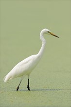 Yellow-billed Egret or Intermediate Egret (Egretta intermedia