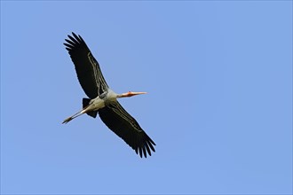 Painted Stork (Ibis leucocephalus