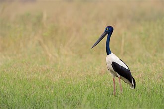 Black-necked Stork (Ephippiorhynchus asiaticus