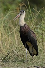 Indian Woolly-necked Stork