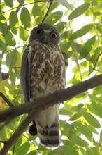 Brown Hawk-Owl (Ninox scutulata)