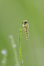 Long Hoverfly (Sphaerophoria scripta) on a blade of grass with morning dew
