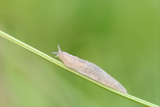 Grey Garden Snail (Deroceras reticulatum) on blade of grass