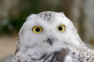 Snowy Owl (Bubo scandiacus Bubo scandiaca