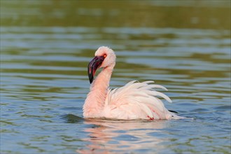 Lesser Flamingo (Phoenicopterus minor)