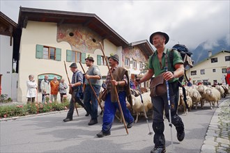 Shepherds driving a flock of domestic sheep during the Almabtrieb drive from the mountain pasture