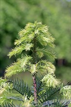 Wollemi Pine (Wollemia nobilis)