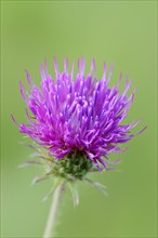 Spear Thistle or Bull Thistle (Cirsium vulgare