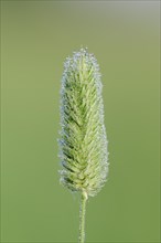 Timothy-grass or Meadow Cat's-tail (Phleum pratense)
