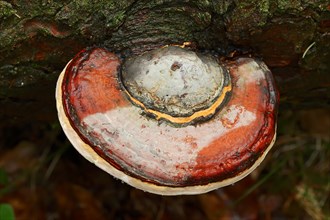 Red Banded Polypore or Red-belted Bracket Fungus (Fomitopsis pinicola)