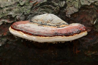Red Banded Polypore or Red-belted Bracket Fungus (Fomitopsis pinicola)