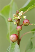 Alder Buckthorn (Frangula alnus