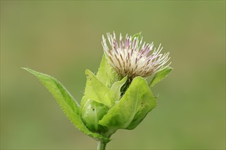 Cabbage Thistle (Cirsium oleraceum)