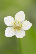 Marsh Grass-of-Parnassus or Bog-star (Parnassia palustris)