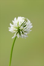 White Clover or Dutch Clover (Trifolium repens)