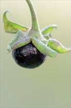 Belladonna or Deadly Nightshade (Atropa belladonna)