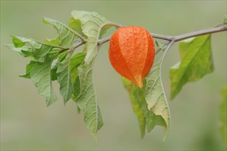 Bladder Cherry or Chinese Lantern (Physalis franchetii