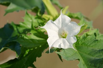 Jimson Weed or Thorn-apple (Datura stramonium)