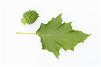 Jimson Weed or Datura (Datura stramonium)
