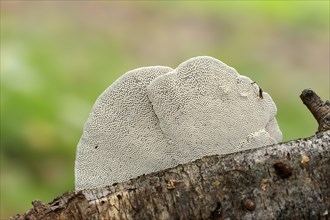 Blushing Bracket Fungus (Daedaleopsis confragosa)