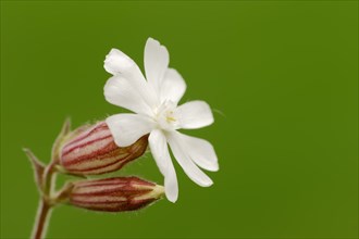White Campion or Bladder Campion (Silene latifolia