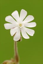 White Campion or Bladder Campion (Silene latifolia
