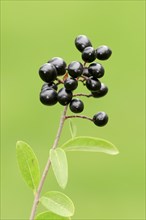 Wild Privet or European Privet (Ligustrum vulgare)