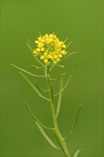 Bittercress