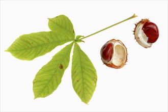 Horse Chestnut or Conker Tree (Aesculus hippocastanum)